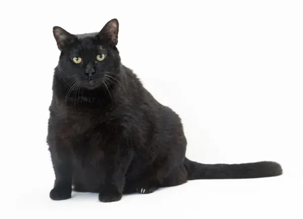 Framed Print of Cat Obese. JD-17512 CAT obese / fat black cat