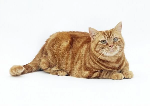 CAT - obese  /  fat ginger cat