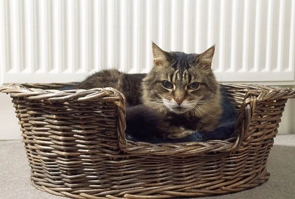 Cat - old cat in besket by warm radiator