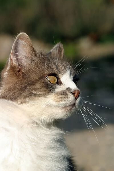 Cat - Old male