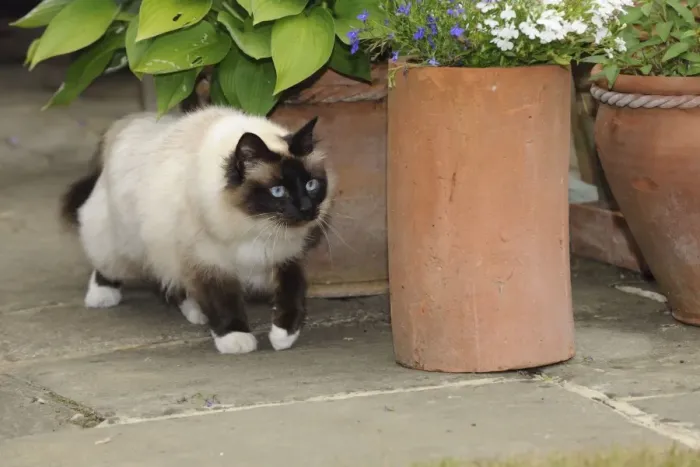 Framed Print : CAT. Oriental cat walking past a flower pot Framed Print : CAT. Oriental cat walking past a flower pot