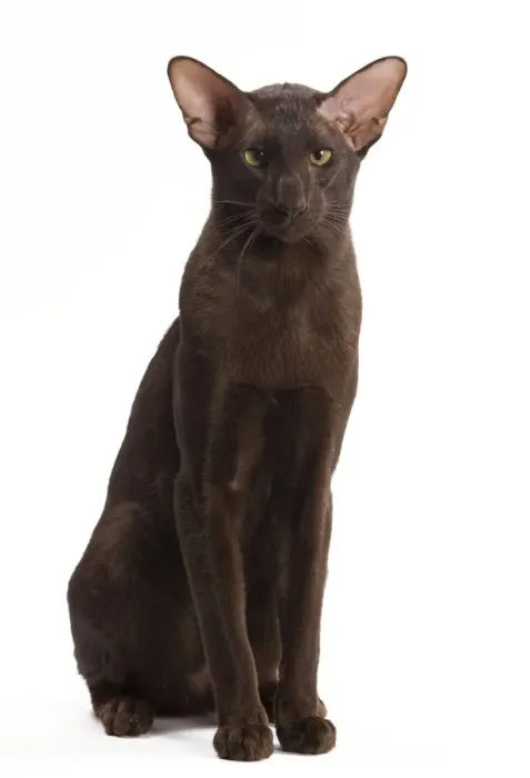 Framed Print : Cat - Oriental Chocolate in studio