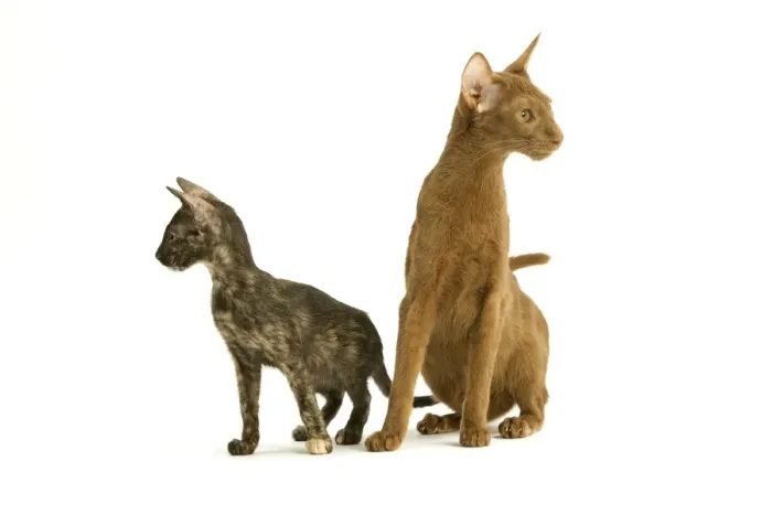 Framed Print : Cat - Oriental tortie seal kitten with Cinnamon Oriental cat in studio Framed Print : Cat - Oriental tortie seal kitten with Cinnamon Oriental cat in studio
