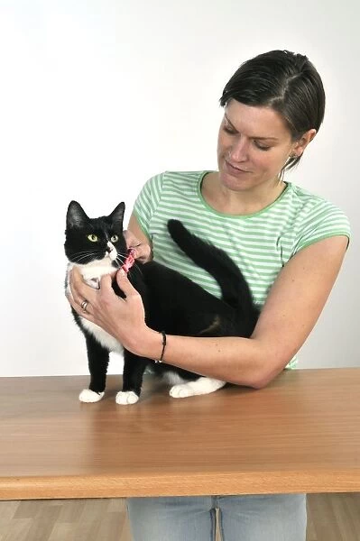 Cat - owner fitting cats collar