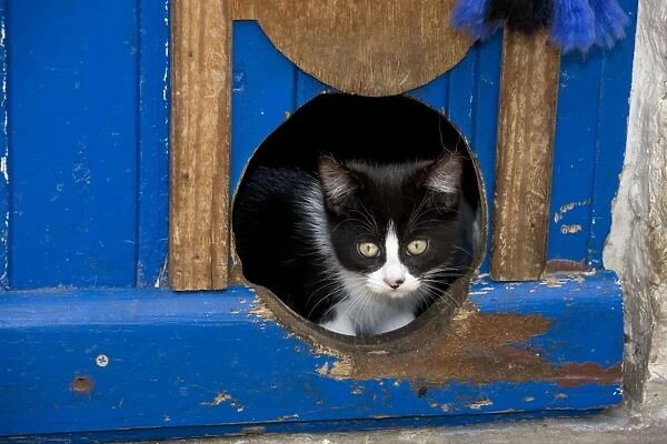 Cat - peeking through hole in door
