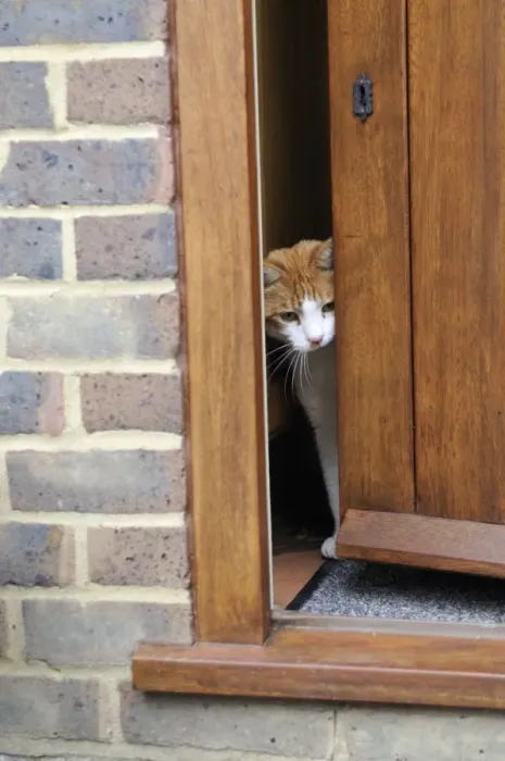Framed Print : CAT. peering out of back door Framed Print : CAT. peering out of back door
