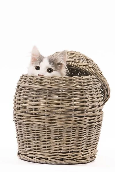Cat - peering out of wicker basket in studio