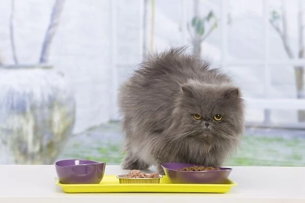Cat - Persian eating dinner