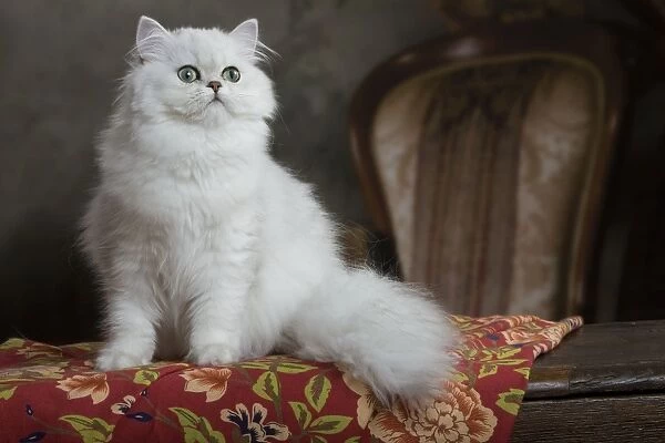 Cat - Persian