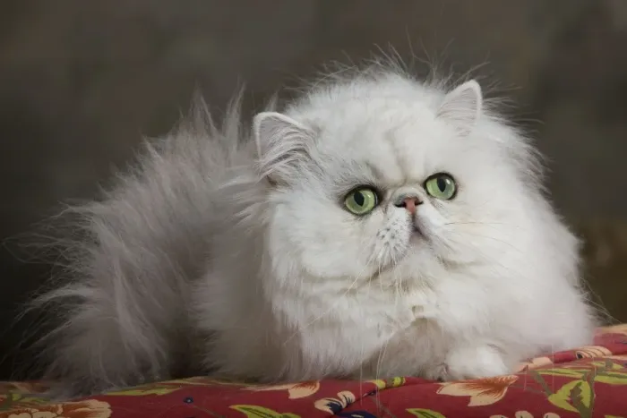 Framed Print : Cat - Persian Framed Print : Cat - Persian