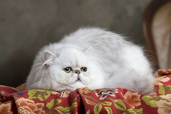 Cat - Persian