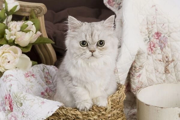 Cat - Persian in basket