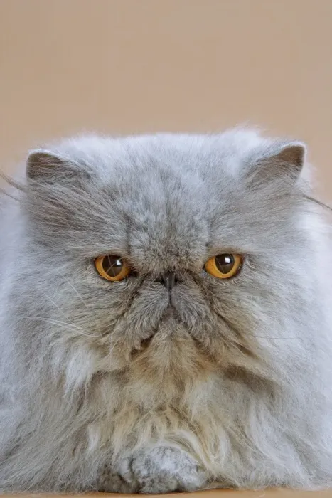 Framed Print : Cat - Persian Blue Framed Print : Cat - Persian Blue