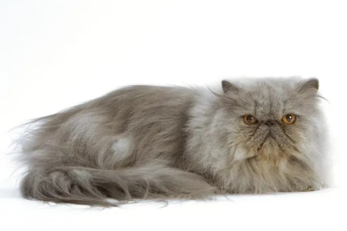 Framed Print : Cat - Persian Blue Framed Print : Cat - Persian Blue