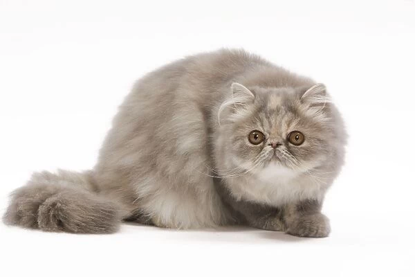 Cat - Persian blue & creme blotched tabby - 6 month old kitten in studio