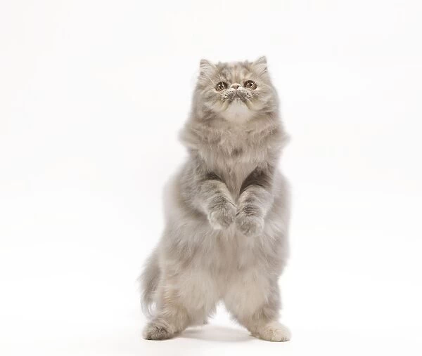Cat - Persian blue & creme blotched tabby - 6 month old kitten in studio on hind legs