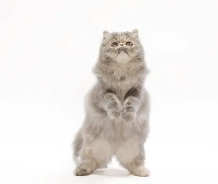 Framed Print : Cat - Persian blue & creme blotched tabby - 6 month old kitten in studio on hind legs Framed Print : Cat - Persian blue & creme blotched tabby - 6 month old kitten in studio on hind legs