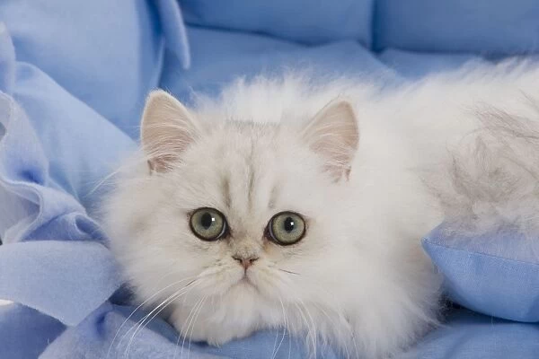 Cat - Persian on blue fabric in studio