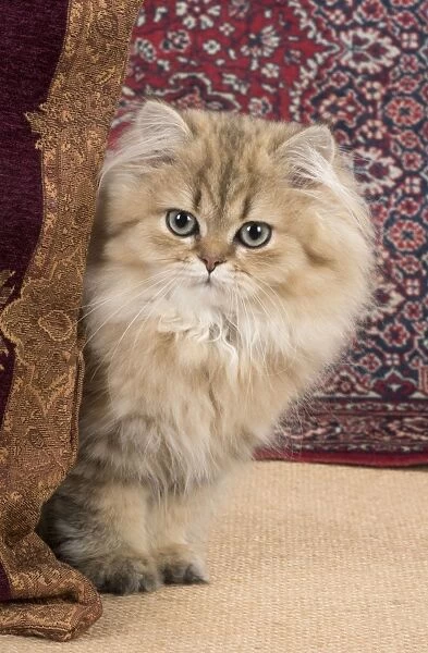 Cat Persian Chinchilla 14 week old kitten Golden