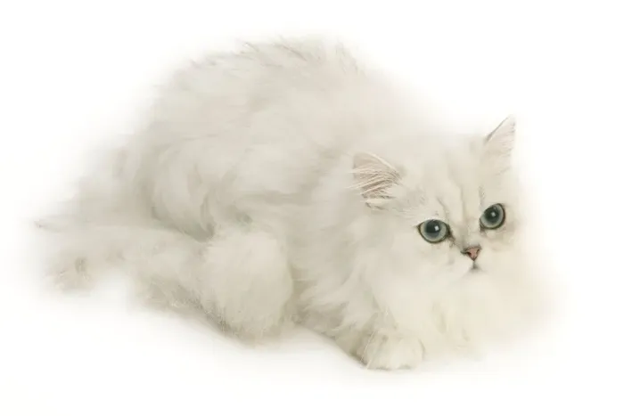 Framed Print : Cat - Persian Chinchilla Framed Print : Cat - Persian Chinchilla