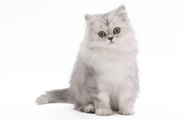 Cat - Persian Chinchilla - 3 1 / 2 month old kitten in studio