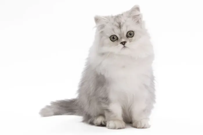 Framed Print : Cat - Persian Chinchilla - 3 1 / 2 month old kitten in studio