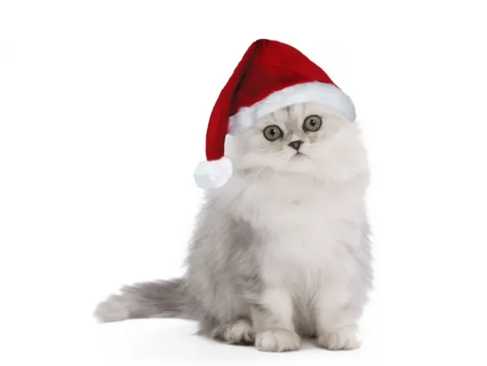 Framed Print : Cat - Persian Chinchilla - 3 1 / 2 month old kitten wearing Christmas hat Digital Manipulation: Hat Su Framed Print : Cat - Persian Chinchilla - 3 1 / 2 month old kitten wearing Christmas hat Digital Manipulation: Hat Su