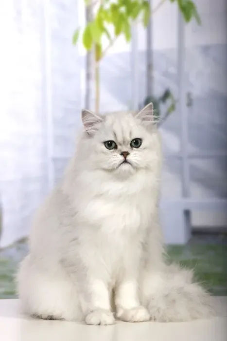 Framed Print : Cat - Persian Chinchilla