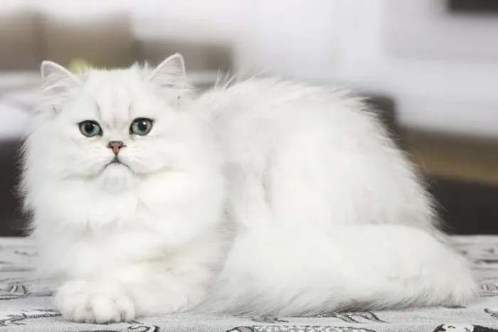 Framed Print : Cat - Persian Chinchilla Framed Print : Cat - Persian Chinchilla