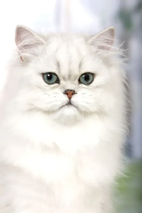 Framed Print : Cat - Persian Chinchilla Framed Print : Cat - Persian Chinchilla