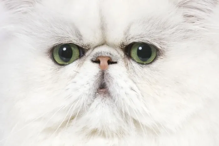 Framed Print : Cat - Persian Chinchilla Framed Print : Cat - Persian Chinchilla