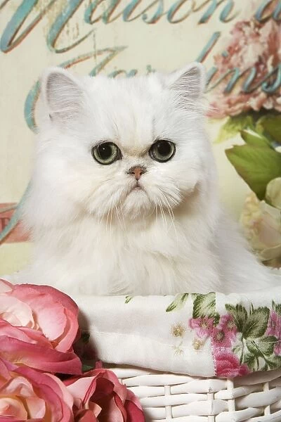 Cat - Persian Chinchilla Kitten