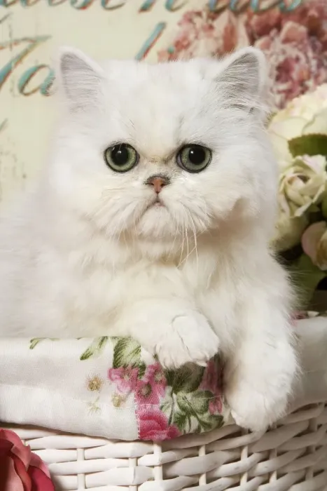 Framed Print : Cat - Persian Chinchilla Kitten Framed Print : Cat - Persian Chinchilla Kitten