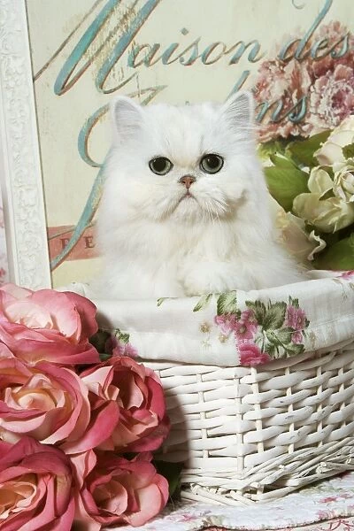 Cat - Persian Chinchilla Kitten