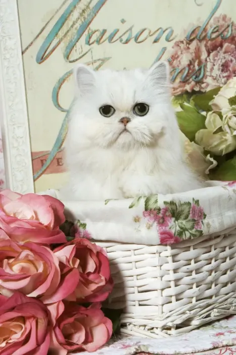 Framed Print : Cat - Persian Chinchilla Kitten Framed Print : Cat - Persian Chinchilla Kitten