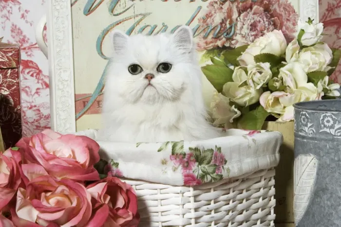 Framed Print : Cat - Persian Chinchilla Kitten Framed Print : Cat - Persian Chinchilla Kitten