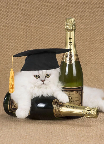 Cat - Persian Chinchilla kitten with Champagne bottles and wearing graduation cap Date: 15-06-2021