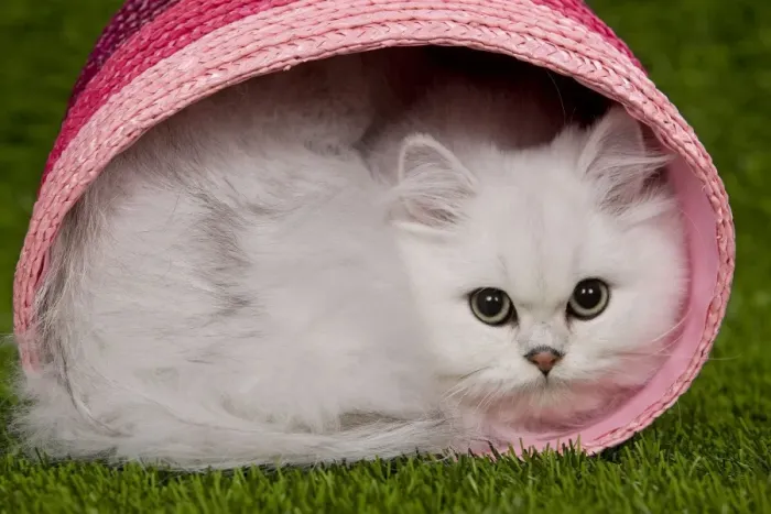 Framed Print : Cat - Persian Chinchilla - Kitten curled up in pink basket Framed Print : Cat - Persian Chinchilla - Kitten curled up in pink basket