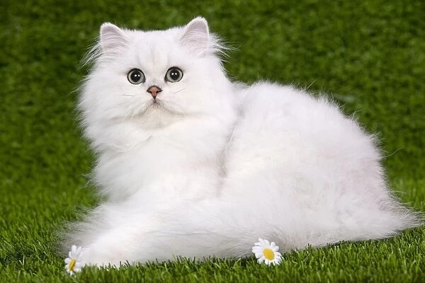 Cat - Persian Chinchilla - Kitten lying down on grass amongst flowers