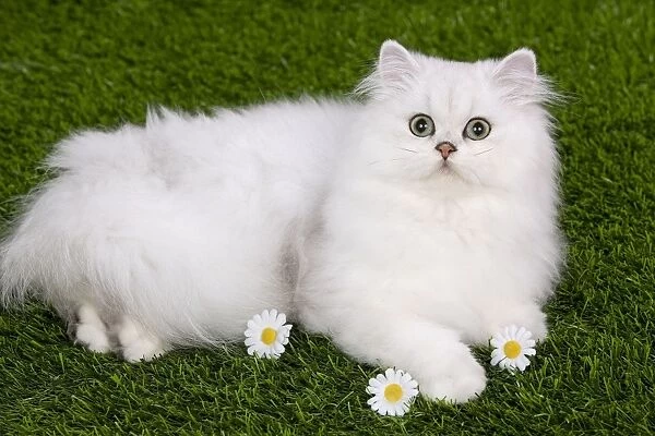 Cat - Persian Chinchilla - Kitten lying down on grass amongst flowers