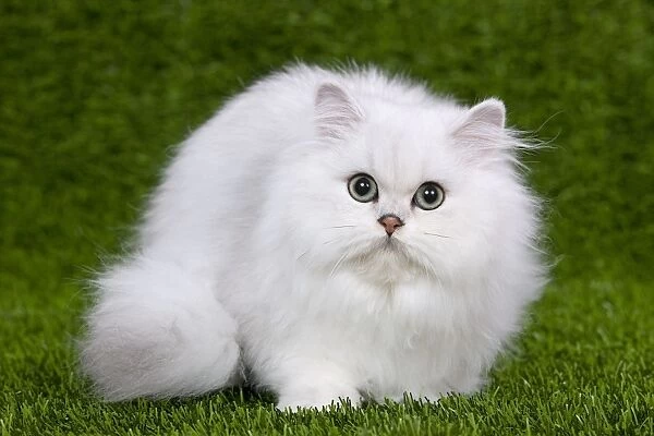 Cat - Persian Chinchilla - Kitten lying down on grass