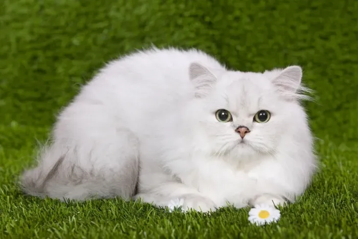 Framed Print : Cat - Persian Chinchilla - Kitten lying down on grass amongst flowers Framed Print : Cat - Persian Chinchilla - Kitten lying down on grass amongst flowers