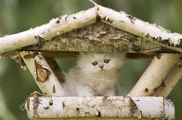 Cat - Persian Chinchilla kitten sitting on bird table