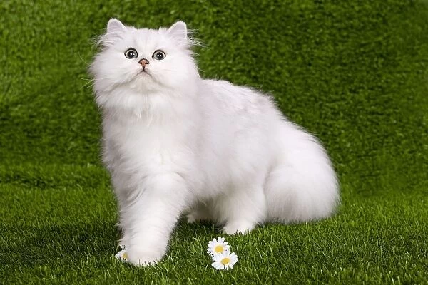 Cat - Persian Chinchilla - Kitten sitting down on grass amongst flowers