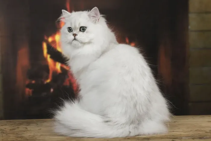 Framed Print : Cat - Persian Chinchilla - sitting in front of log fire Framed Print : Cat - Persian Chinchilla - sitting in front of log fire