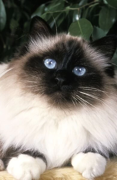 Cat - Persian close-up of face