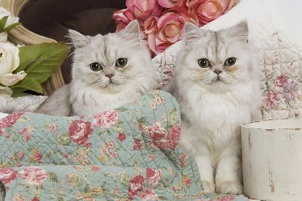 Cat - Persian - two by floral fabric