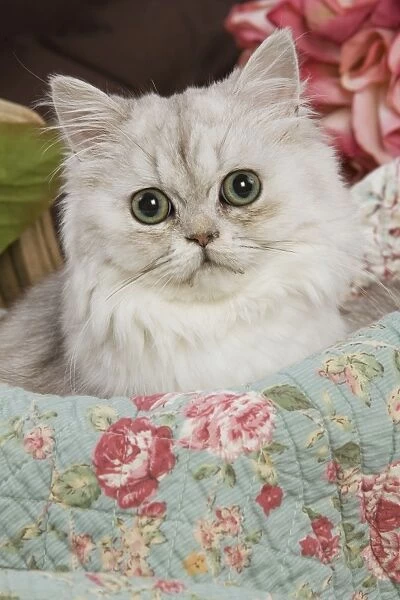 Cat - Persian - by floral fabric