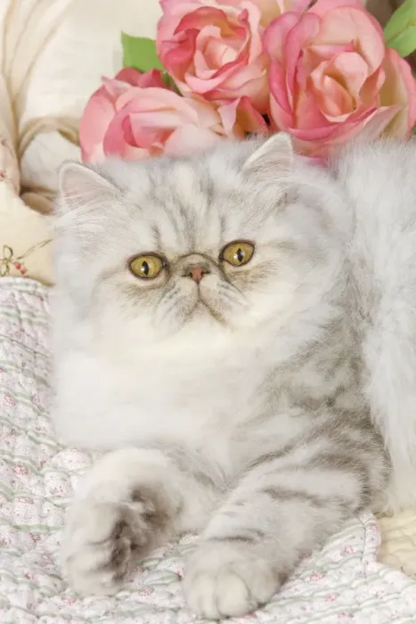 Framed Print : Cat - Persian - by floral fabric with flowers Framed Print : Cat - Persian - by floral fabric with flowers