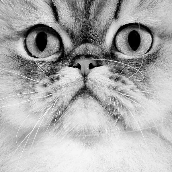 Cat - Persian golden Shaded - black & white